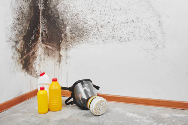 Best Preventive Mold Services in Woodward, IA