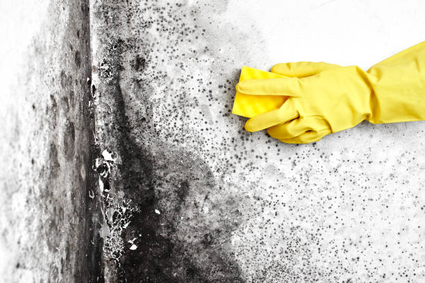 Best Residential Mold Remediation in Woodward, IA