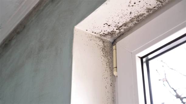 Best Mold Testing and Inspection Services in Woodward, IA