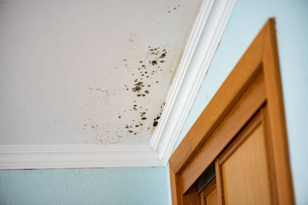 Trusted Woodward, IA Mold Remediation Experts