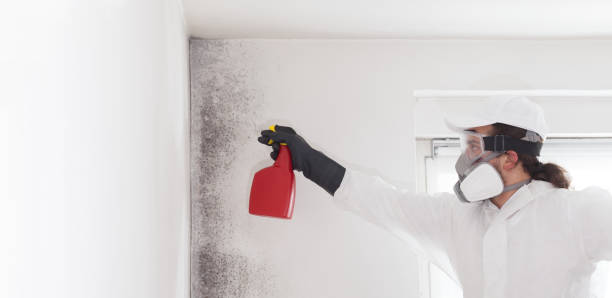 Best Residential Mold Remediation in Woodward, IA